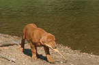 playing Rhodesian Ridgeback puppy