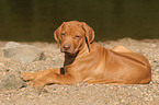 lying Rhodesian Ridgeback puppy