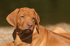 Rhodesian Ridgeback puppy