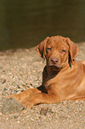 lying Rhodesian Ridgeback puppy