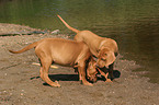 playing Rhodesian Ridgeback puppies