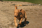 running Rhodesian Ridgeback puppy