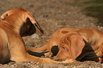 playing Rhodesian Ridgeback puppies