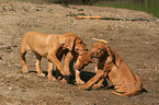 playing Rhodesian Ridgeback puppies