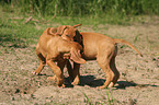 playing Rhodesian Ridgeback puppies