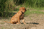 sitting Rhodesian Ridgeback puppy