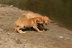 playing Rhodesian Ridgeback puppies