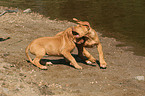 playing Rhodesian Ridgeback puppies