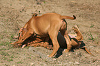 playing Rhodesian Ridgeback puppies