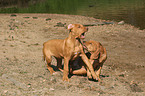 playing Rhodesian Ridgeback puppies