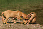 playing Rhodesian Ridgeback puppies