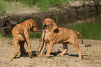 playing Rhodesian Ridgeback puppies