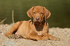 lying Rhodesian Ridgeback puppy