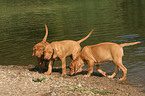 playing Rhodesian Ridgeback puppies