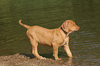 bathing Rhodesian Ridgeback puppy