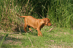 walking Rhodesian Ridgeback puppy