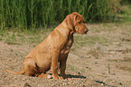 sitting Rhodesian Ridgeback puppy