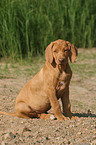 sitting Rhodesian Ridgeback puppy