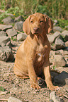 sitting Rhodesian Ridgeback puppy