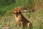 sitting Rhodesian Ridgeback puppy