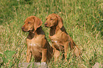 Rhodesian Ridgeback Puppies