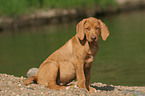 sitting Rhodesian Ridgeback puppy