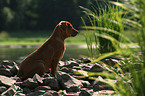 sitting Rhodesian Ridgeback puppy in backlight