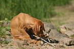 Rhodesian Ridgeback puppy