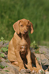 sitting Rhodesian Ridgeback puppy