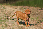 standing Rhodesian Ridgeback puppy