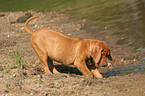 digging Rhodesian Ridgeback puppy