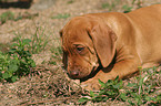 Rhodesian Ridgeback puppy