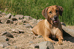 lying Rhodesian Ridgeback