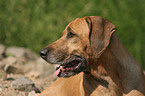 Rhodesian Ridgeback Portrait