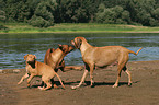 playing Rhodesian Ridgebacks