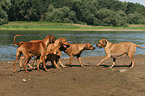 Rhodesian Ridgebacks on the lake