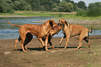 playing Rhodesian Ridgebacks