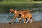 running Rhodesian Ridgebacks