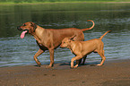 running Rhodesian Ridgebacks