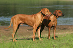 male and female Rhodesian Ridgeback