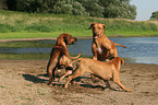 playing Rhodesian Ridgebacks at the beach