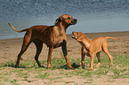 2 Rhodesian Ridgebacks