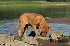 snuffling Rhodesian Ridgeback puppy