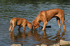 bathing Rhodesian Ridgebacks