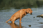 urinating Rhodesian Ridgeback puppy