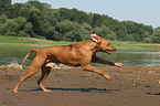 running Rhodesian Ridgeback