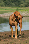 standing Rhodesian Ridgeback