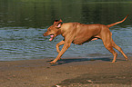 running Rhodesian Ridgeback