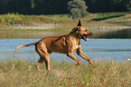 running Rhodesian Ridgeback