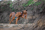 playing rhodesian ridgebacks